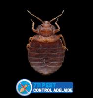 711 Bed Bugs Control Adelaide image 9